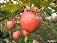 りんご収穫１.JPG