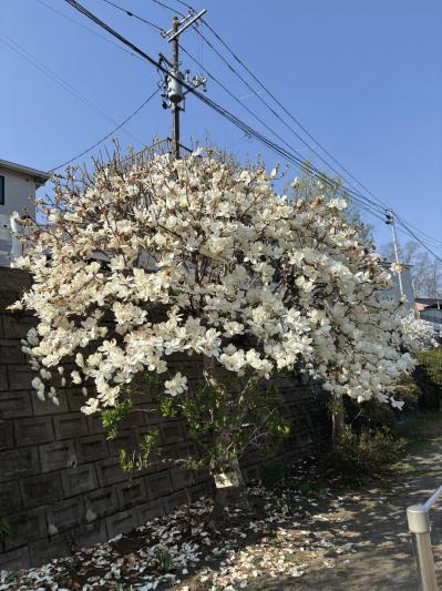 IMG_1861 (1).JPEG